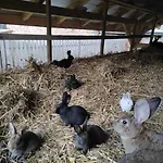 Farm stay Farma *