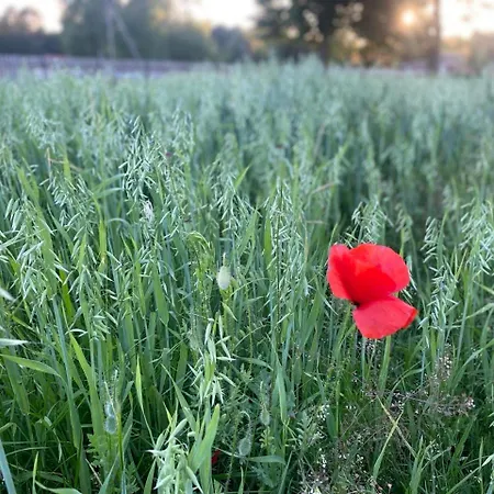 Farma 农家乐 Puchalowo