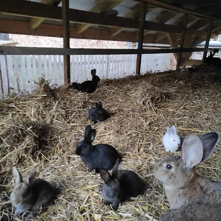 Farm stay Farma *