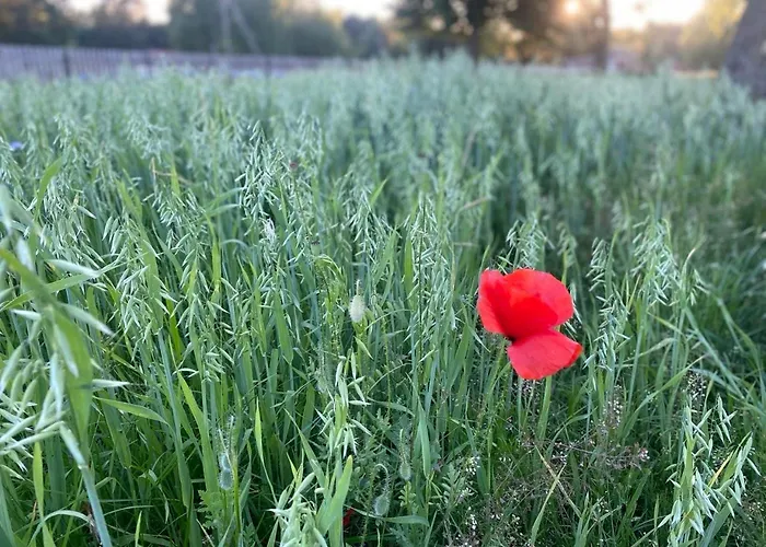 Farma Farm stay Puchalowo